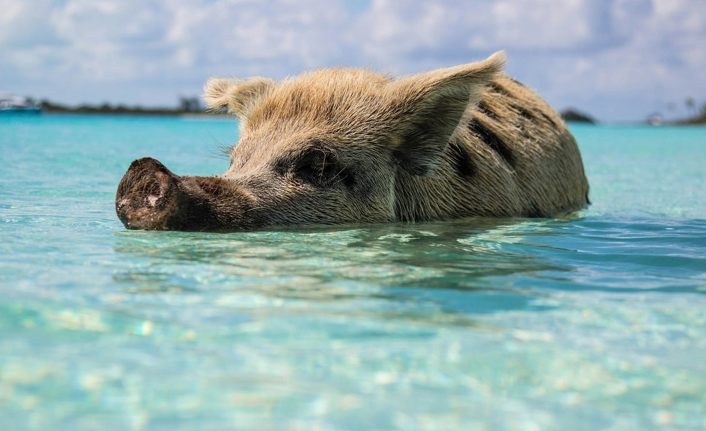 Pig floating in tropical water with island in background Pig floating in tropical water with island in background