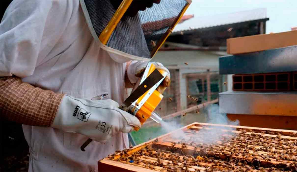 un apicultor vaporizando sobre las abejas con un vaporizador