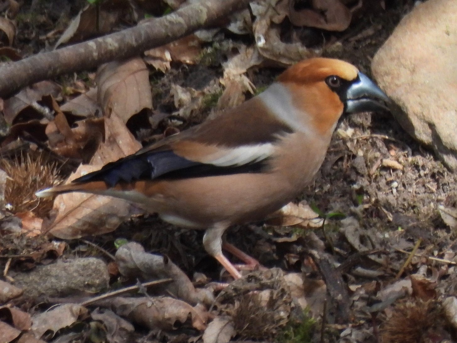 Hawfinch standing on the ground, side-on view, facing to the right of the frame. The background is brown leaf litter.  The Hawfinch is a large finch with ginger-coloured head and black face markings around the thick grey bill. It has a brown back and wings with a prominent white wingbar, and peachy brown underparts.