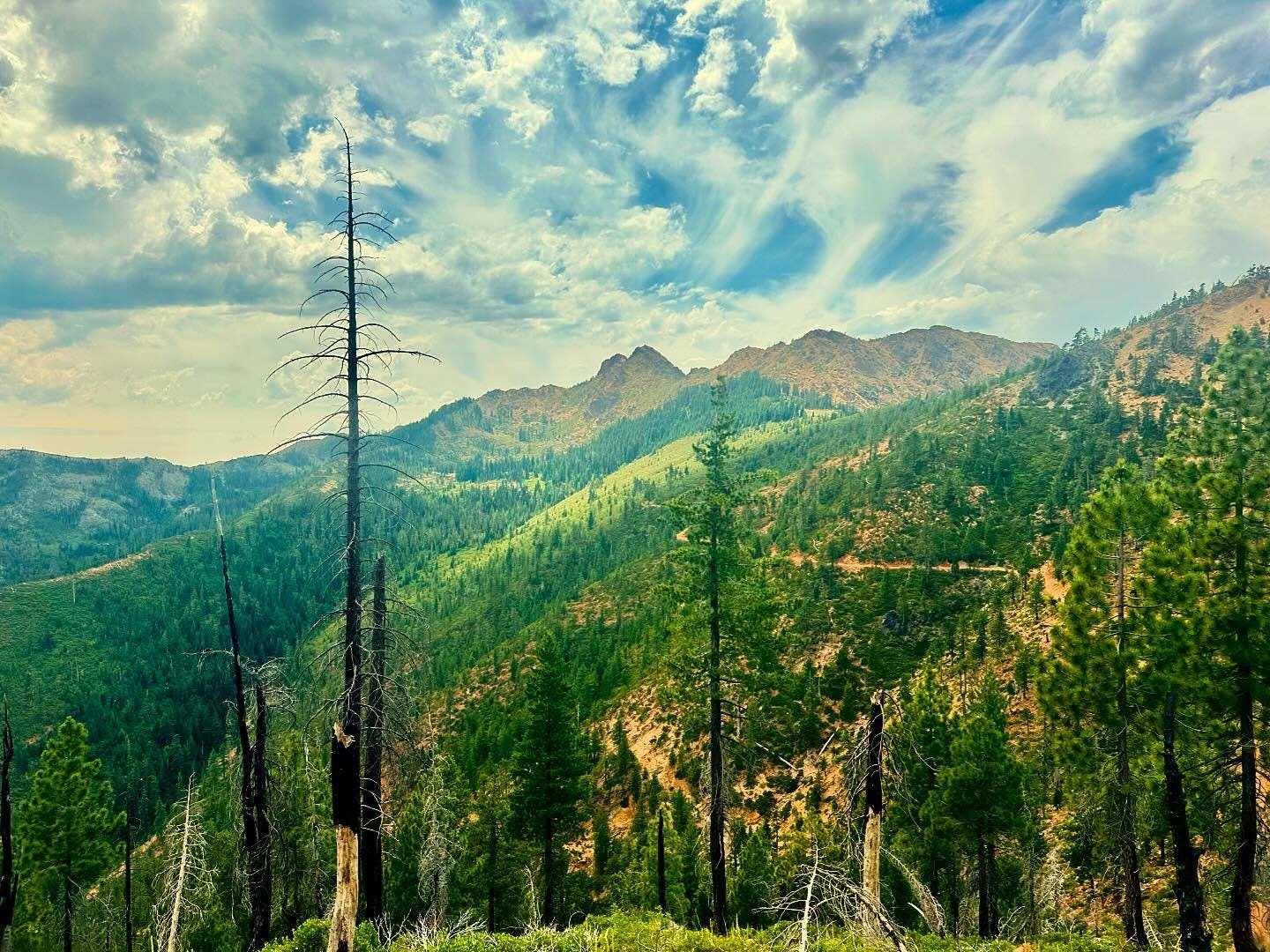 A mountainside of green trees with some charred stumps in the foreground, along California's Pacific Crest Trail