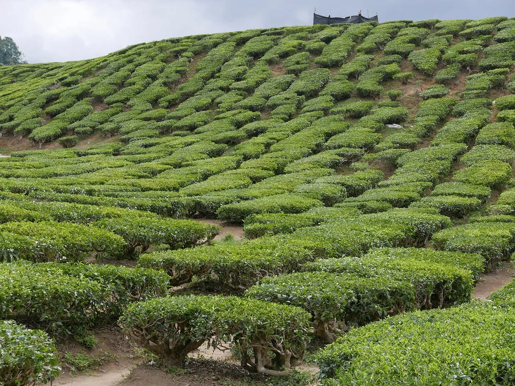 Photo by Author — tea plantation — Cameron Valley Tea House, Cameron Highlands, Malaysia — the views across the tea plantations always made me think of the folds on the surface of a brain