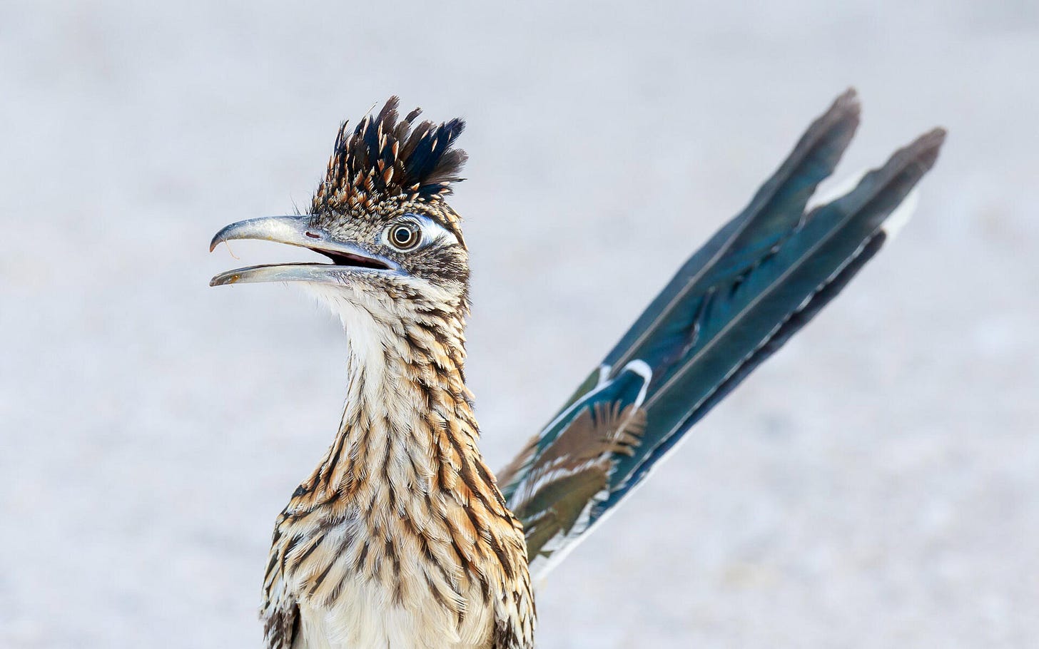 Greater Roadrunner | Audubon Field Guide