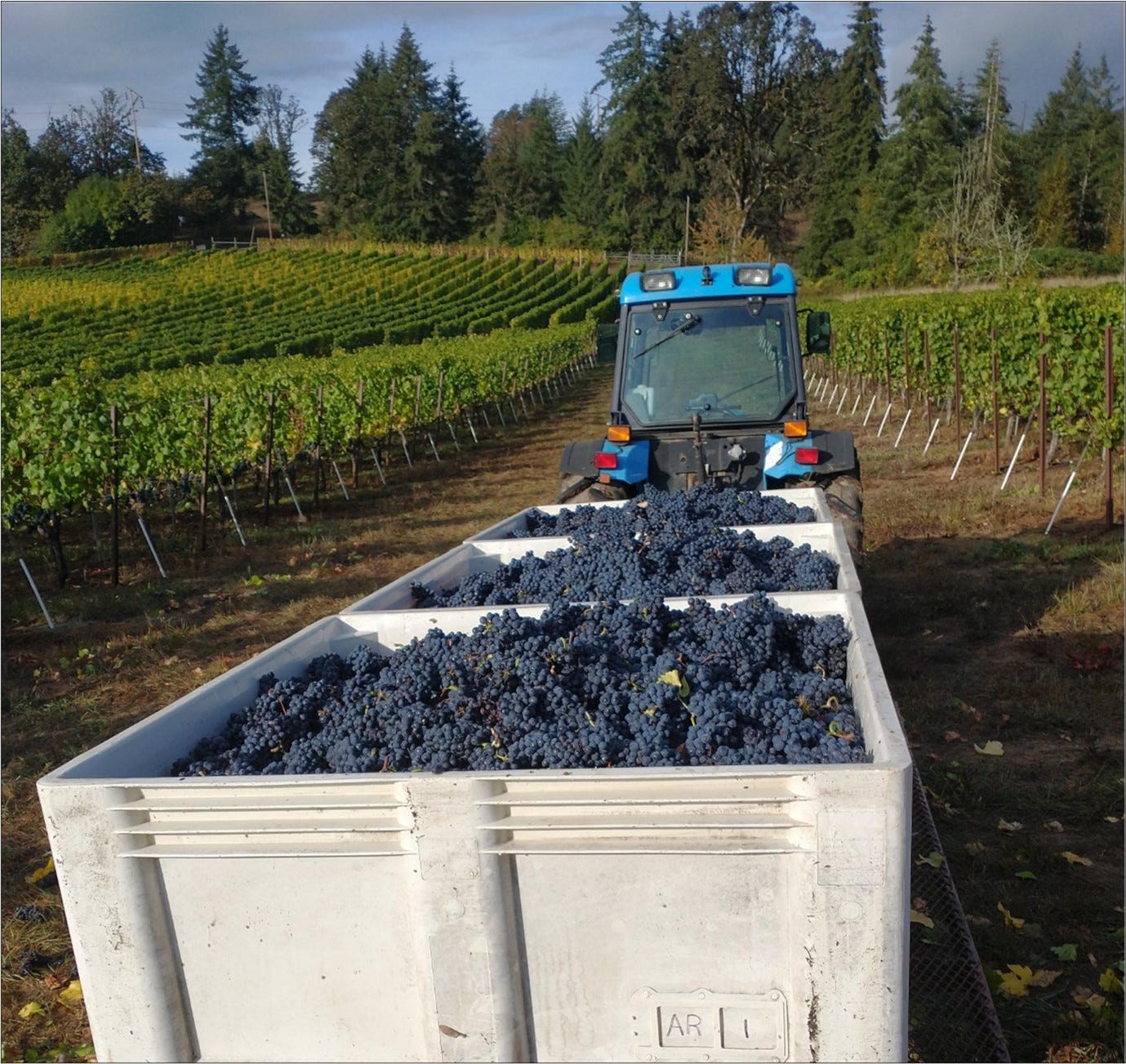 Freshly Cluster Plucked Pinot Noir at Amalie Robert Estate.