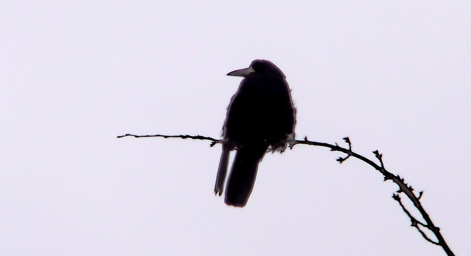 Silhouette of a crow on a slender branch against a pale lilac sky