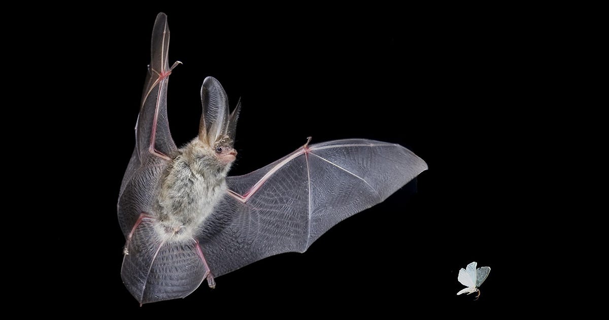 Prey tell: How moths elude bats