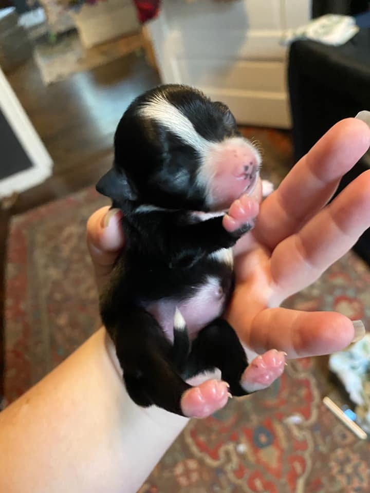 A tiny black puppy who hasn't het opened her eyes. She has a white stripe up her head and pink knows and paws. She is being held in a woman's outstretched palms. 