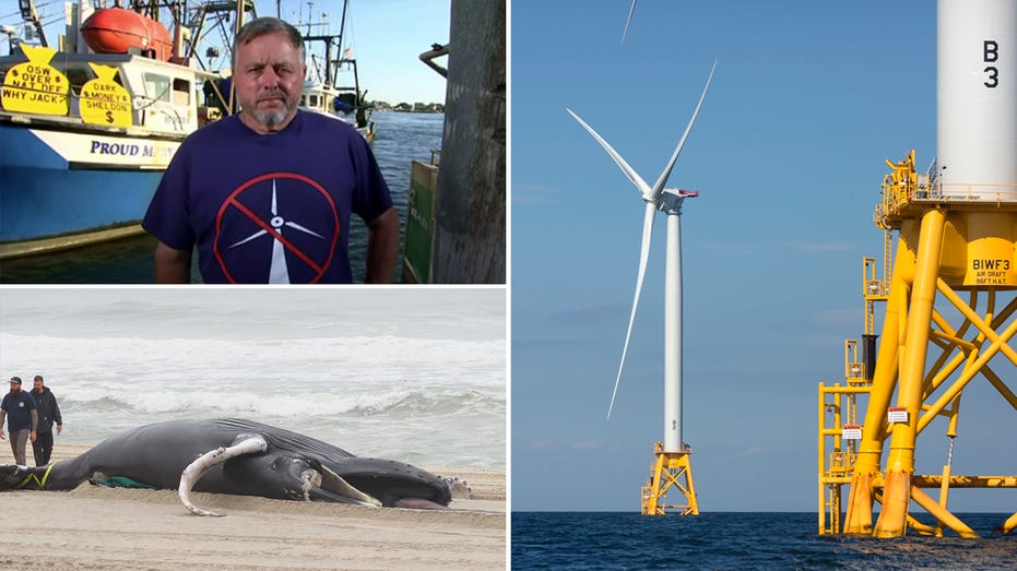 Fisherman whale deaths wind energy