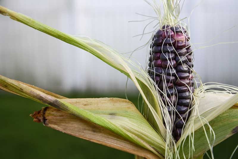 Purple Corn-The New Super Food