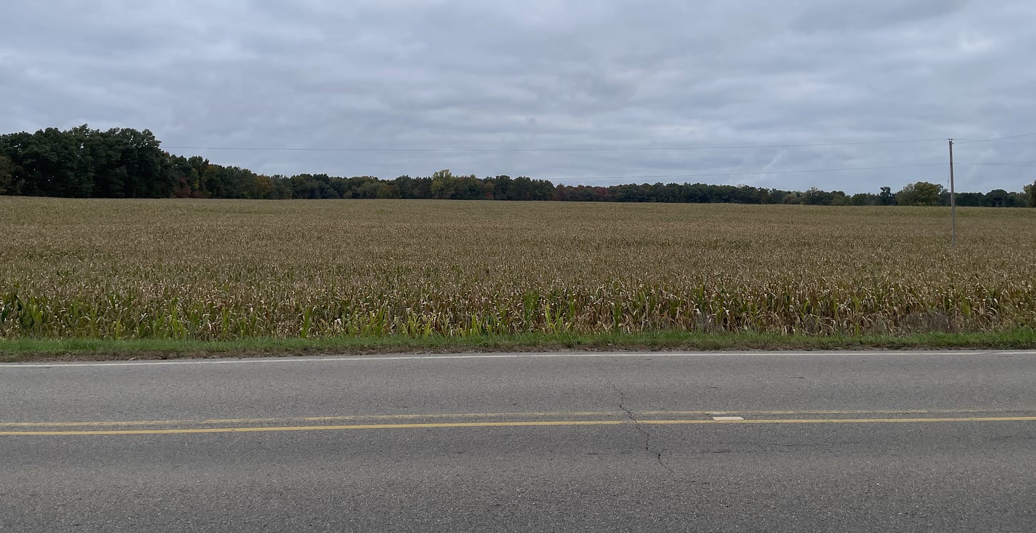 A Southeast Michigan cornfield ready for harvest