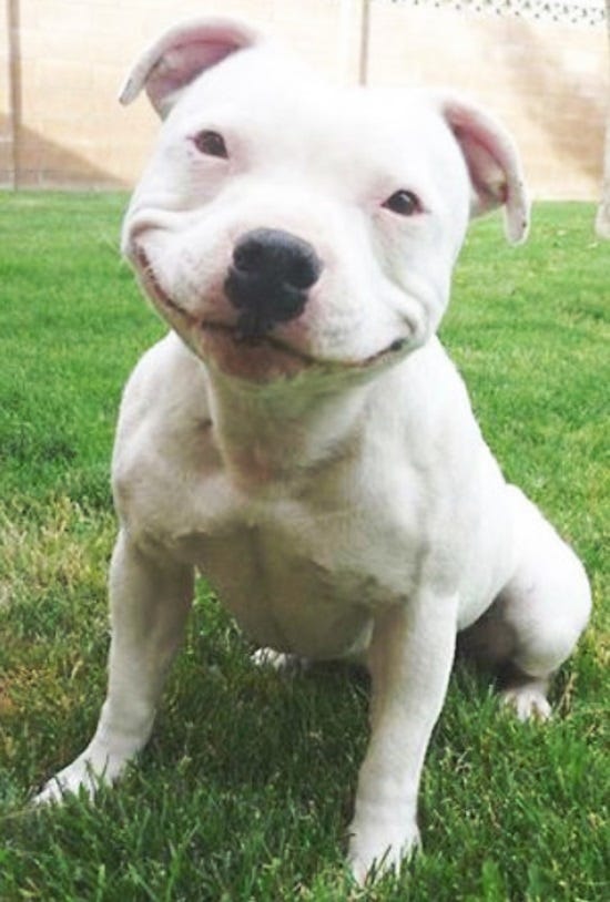 Smiling Dogs That Are Guaranteed To Make You Smile - Page 2 of 4