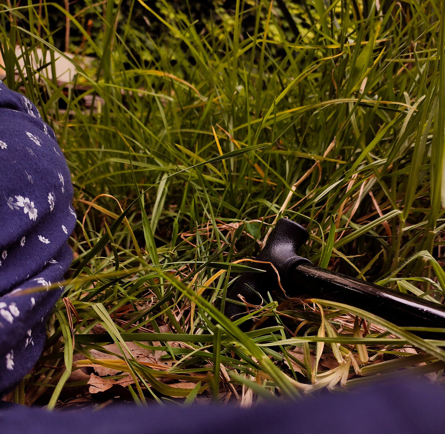 Mishka sits down in the grass at dusk, her cane resting beside her. 