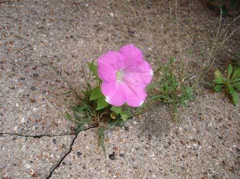 Pink flower growing from a crack in the concrete
