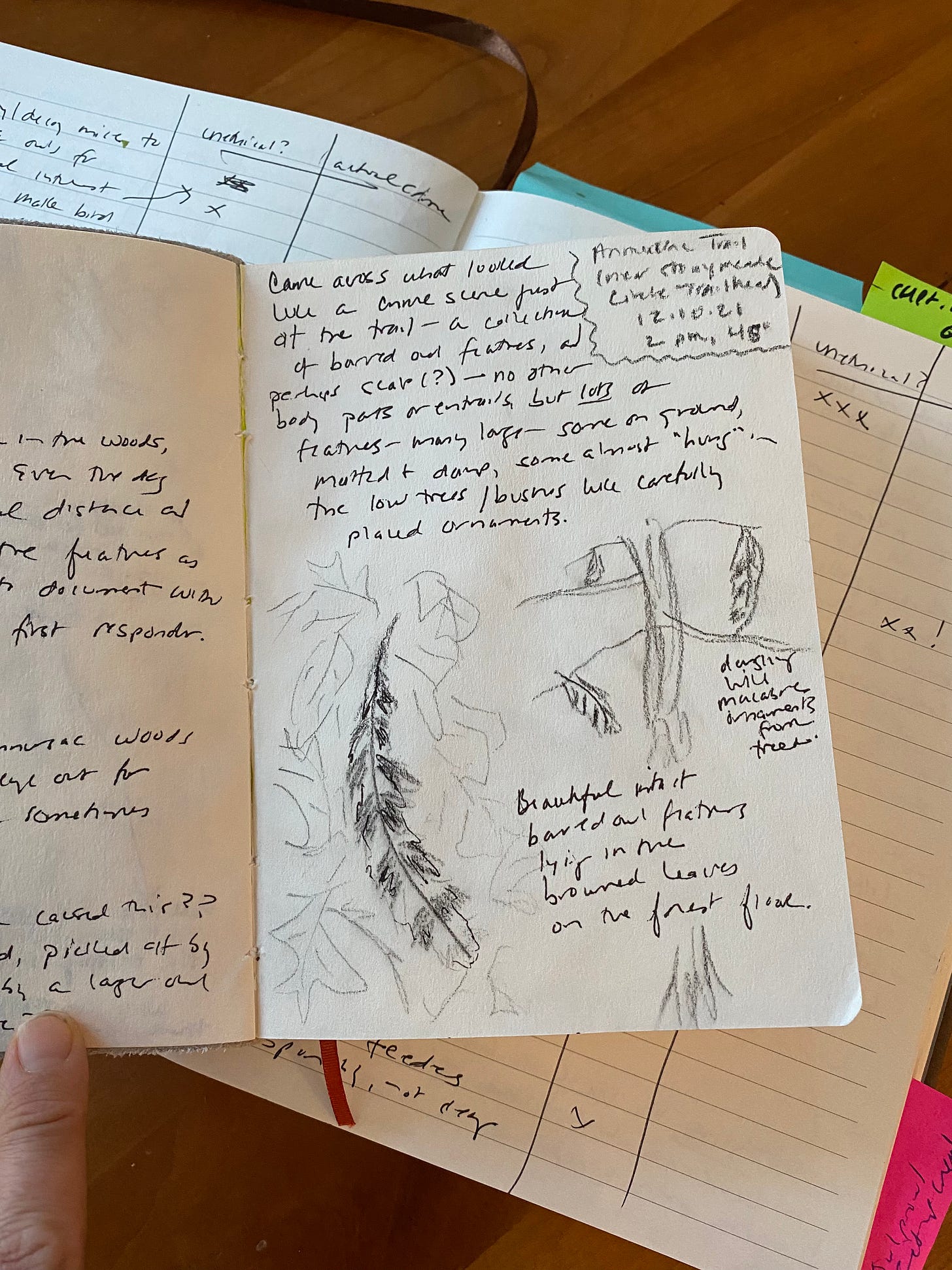 A page from a nature journal, showing barred owl feathers sketched in black and white, with questions and observations handwritten around them images