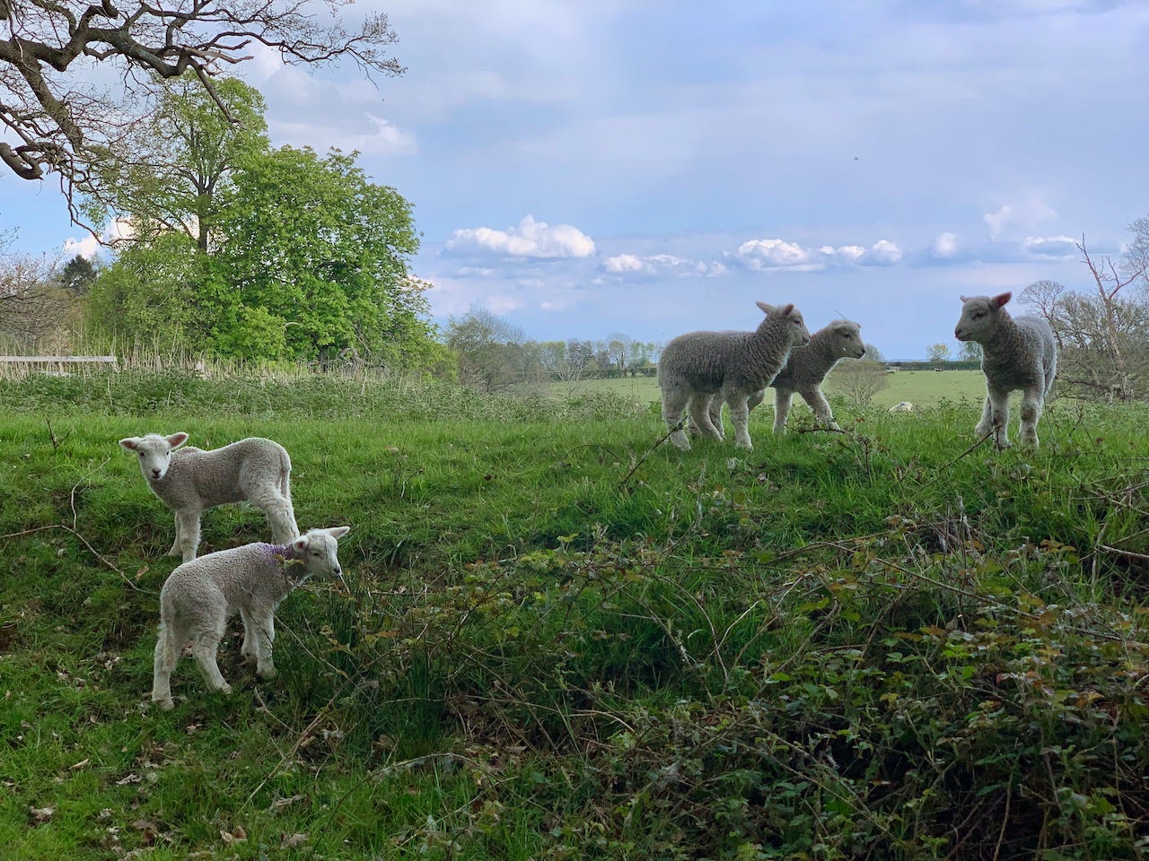 Photo by Author — lambs playing on a bank