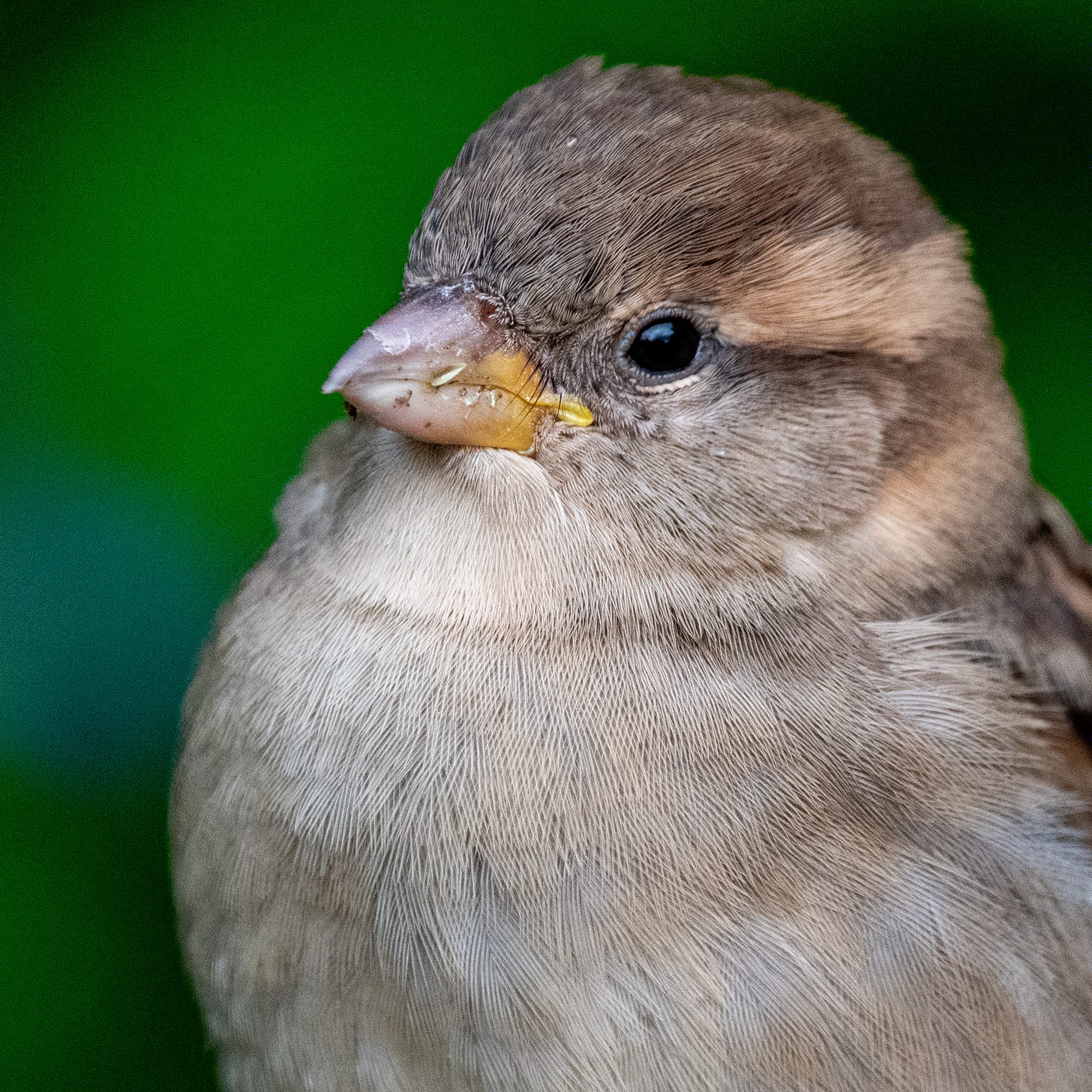 Close-up of the portly, satisfied face and breast of a female house sparrow
