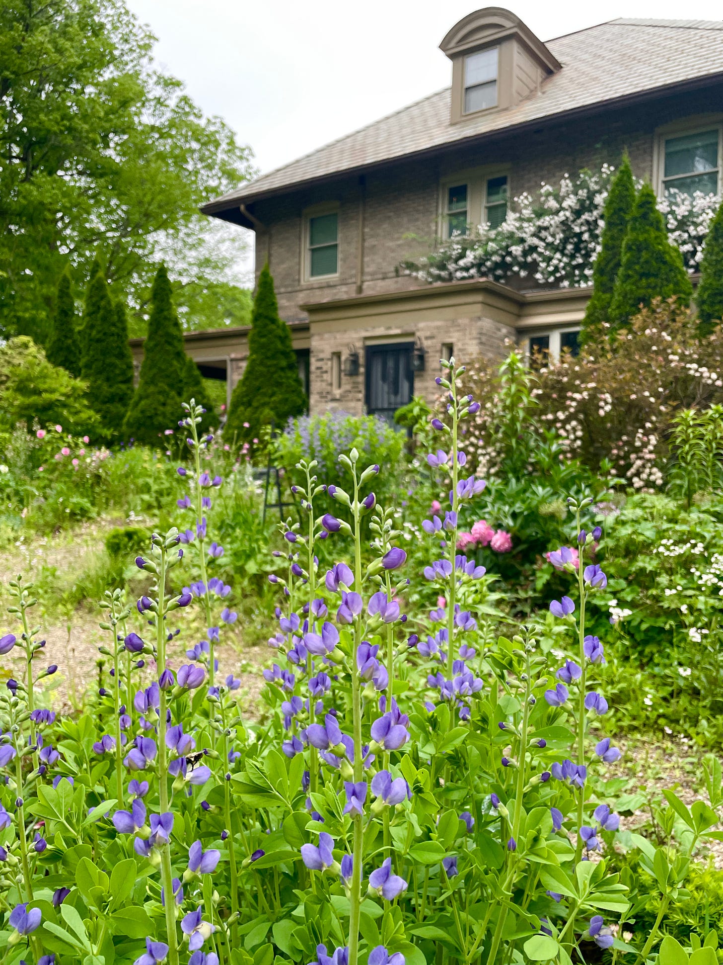 The Cottage Garden on Sunday with Baptisia, Peonies, Purple Ninebark and Rambler ‘Paul’s Himalayan Musk’