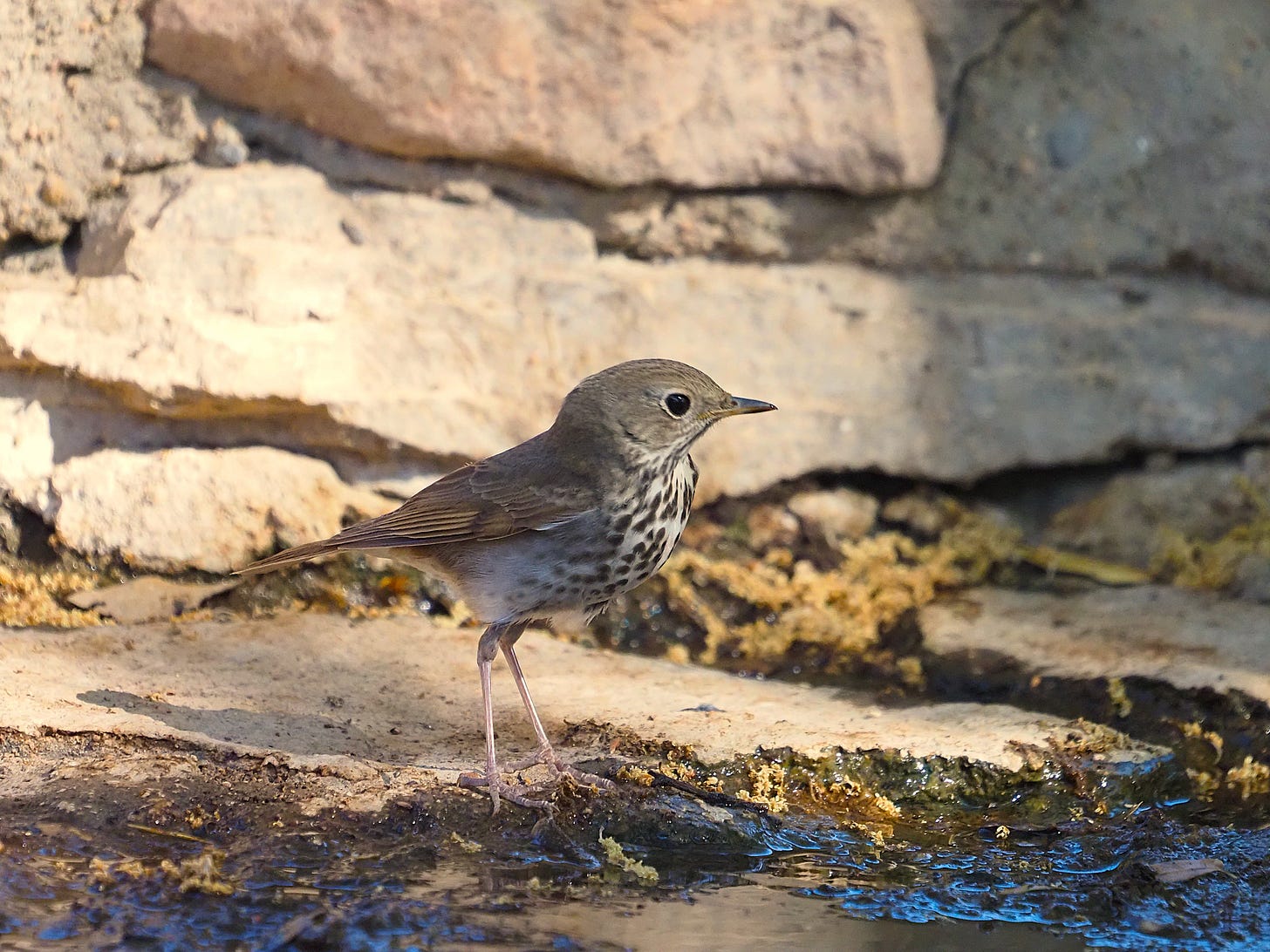 A plump little songbird stands at the rocky edge of a mud puddle. The bird has a “cute” appearance, with a large black eye, a slender bill, and long dainty legs. The bird’s upperparts are light brown while dark spots against its white underparts fade and become less defined over its belly.