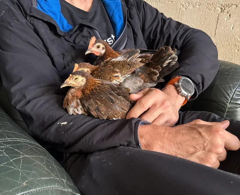 man rests in chair with 3 young chickens on his lap