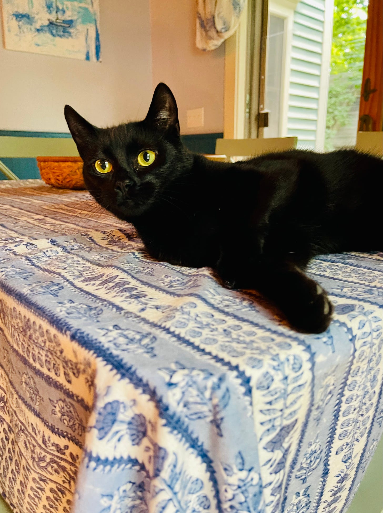 black cat on kitchen table