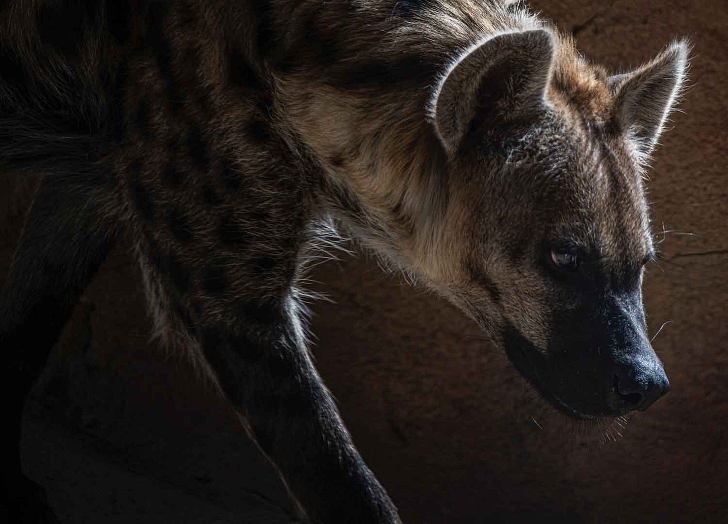 Spotted hyena on a dark background