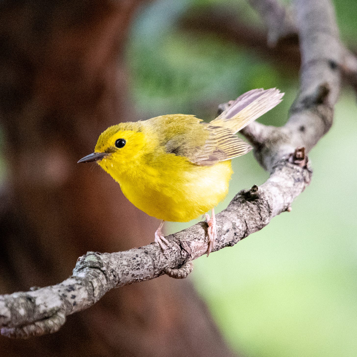 A hooded warbler (female), head cocked, perched on a yew branch