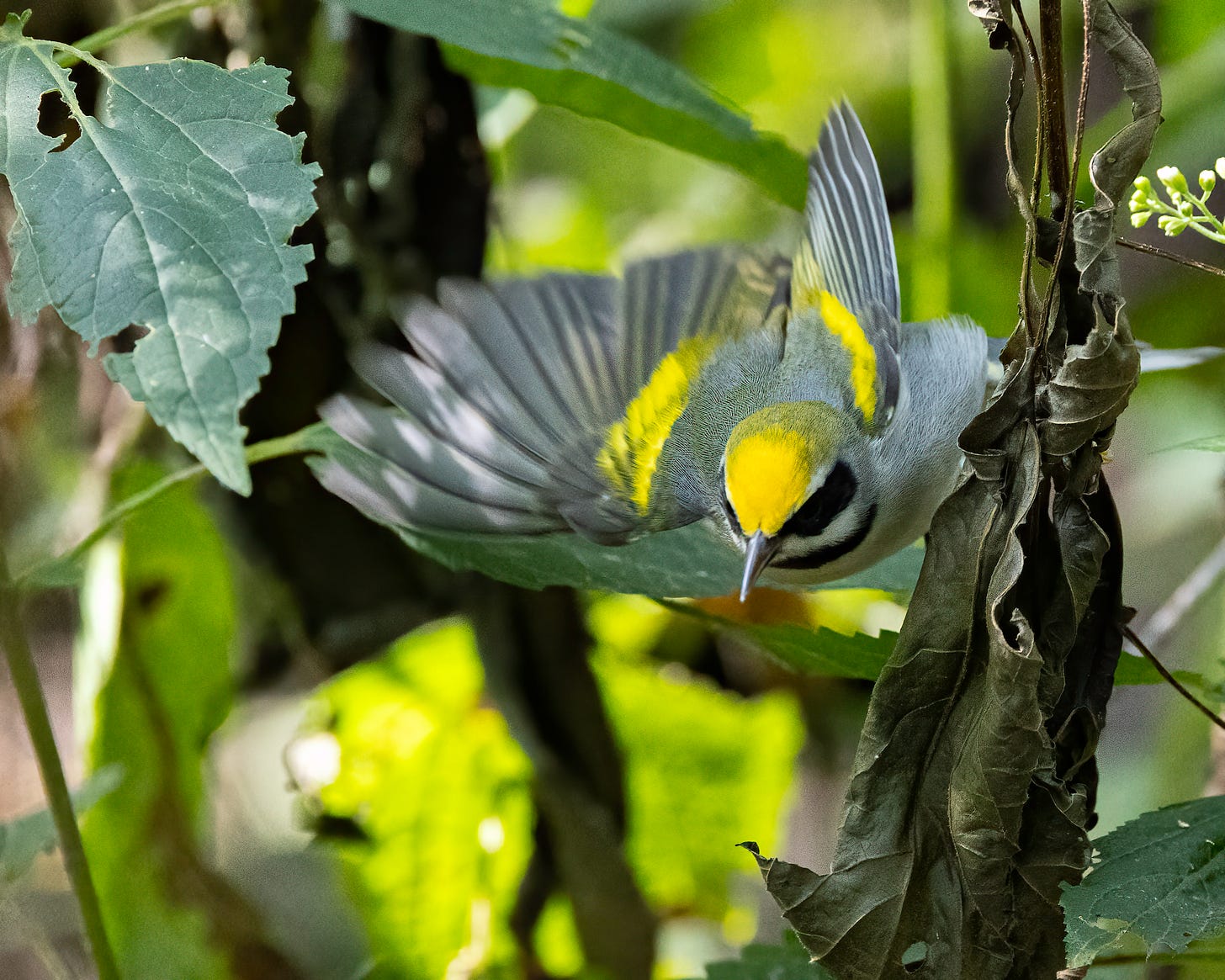 The golden winged warbler is flapping its wings as it leaves the tree. 