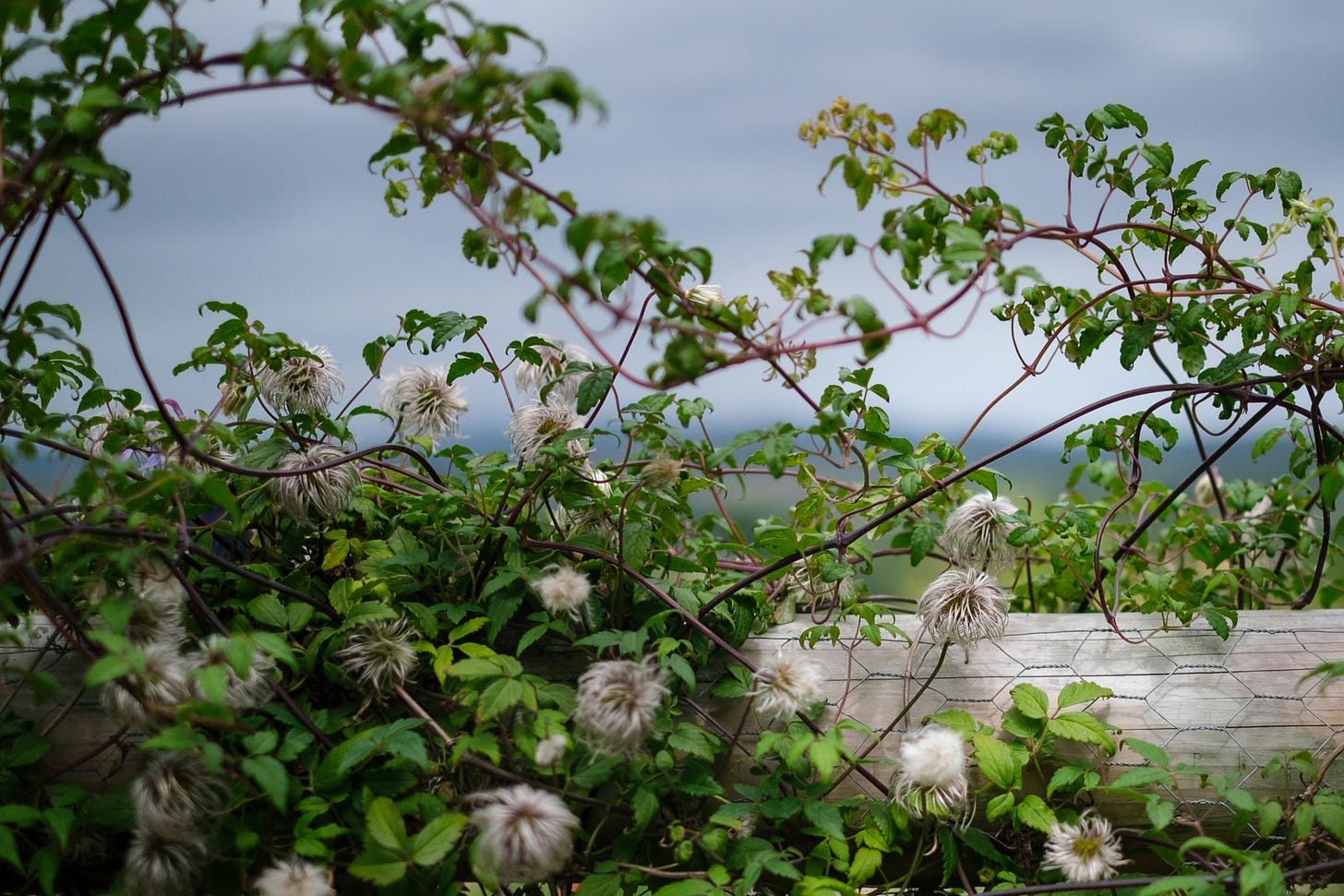 Old man's beard, also known as traveller's joy on a wood and wire fence with a background of grey sky