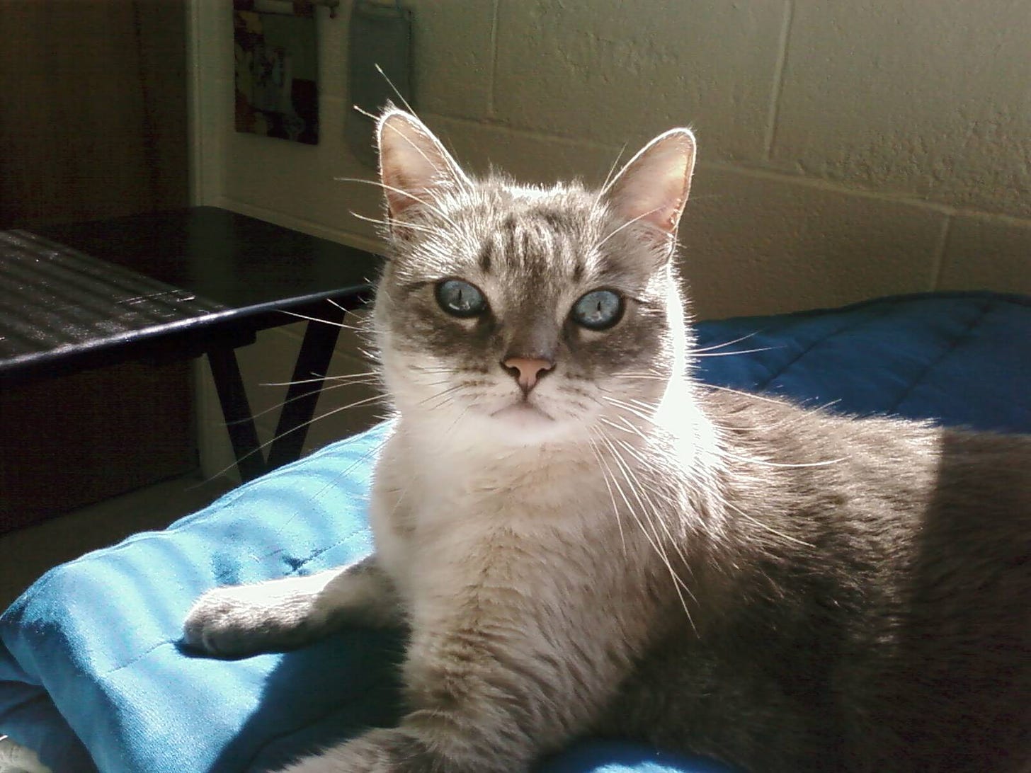 Siamese mix cat with blue eyes on a blanket on a bed, brick wall in background