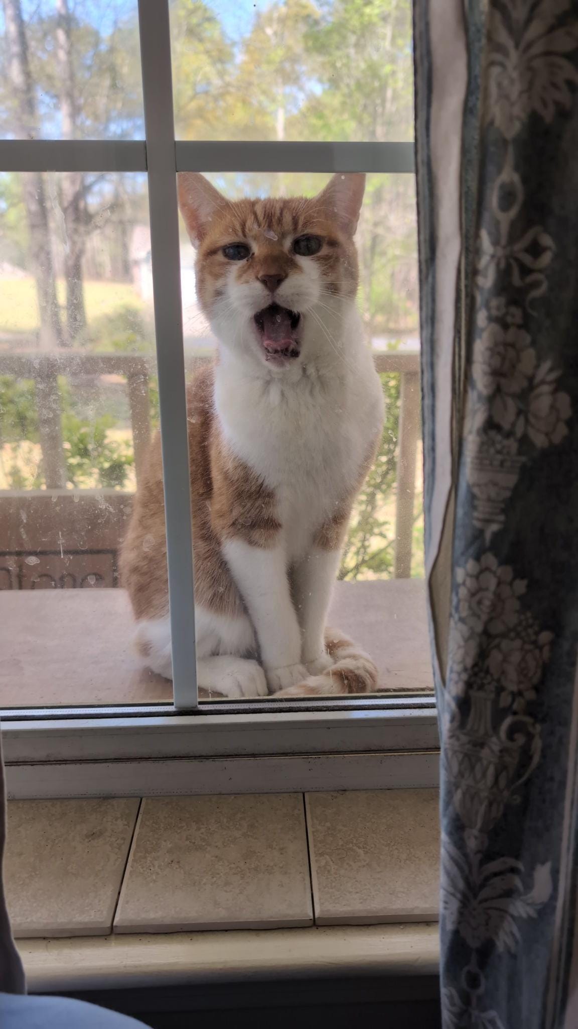 Myo the cat said Hello to everyone!