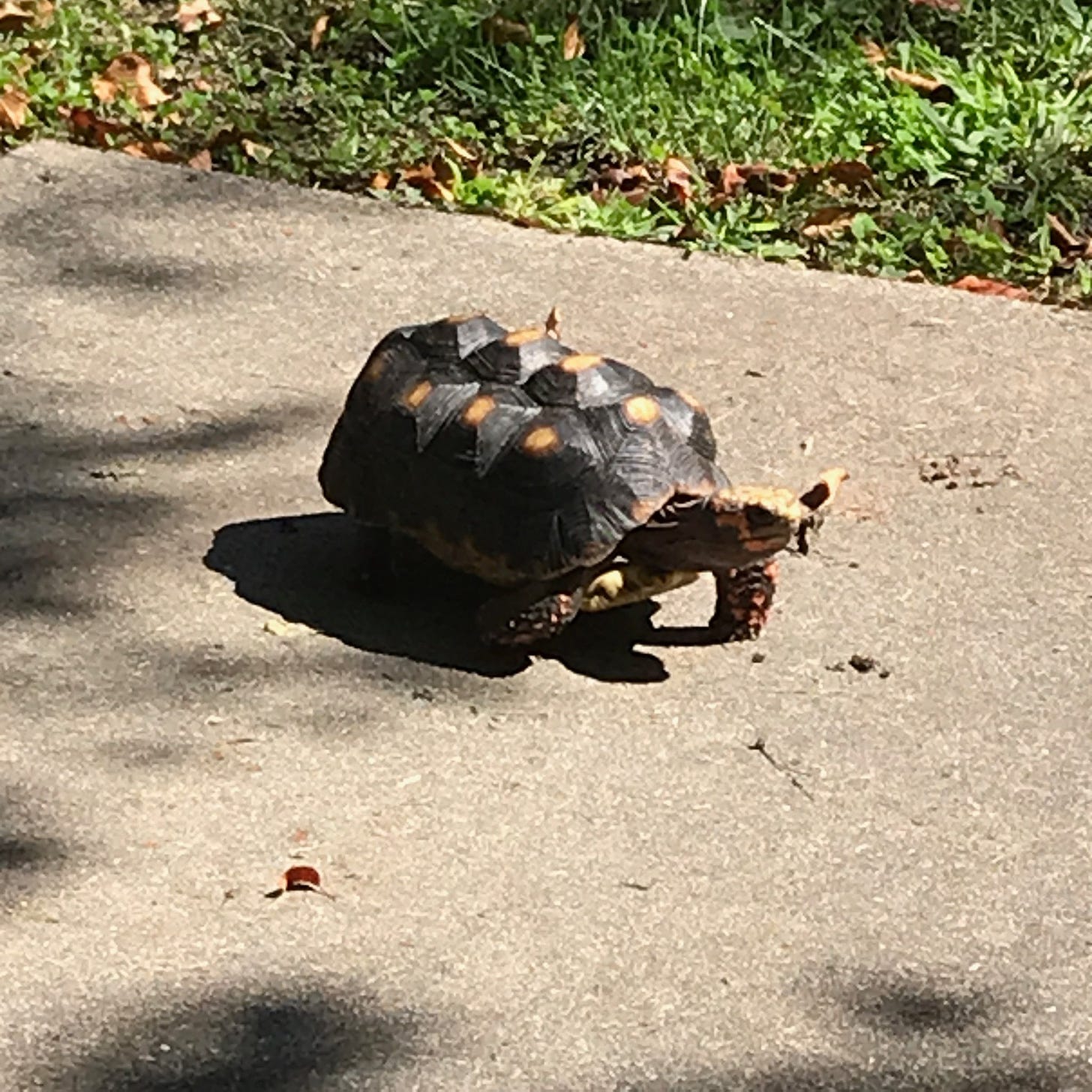 photo of a red-footed tortoise walking on a sidewalk