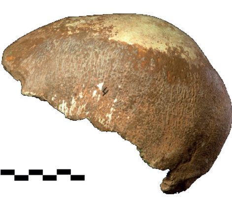 Manot 1 skull from the left side Manot 1 skull from the left side