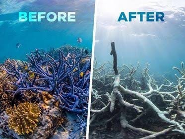 What does 'bleached coral reef' mean? - Quora