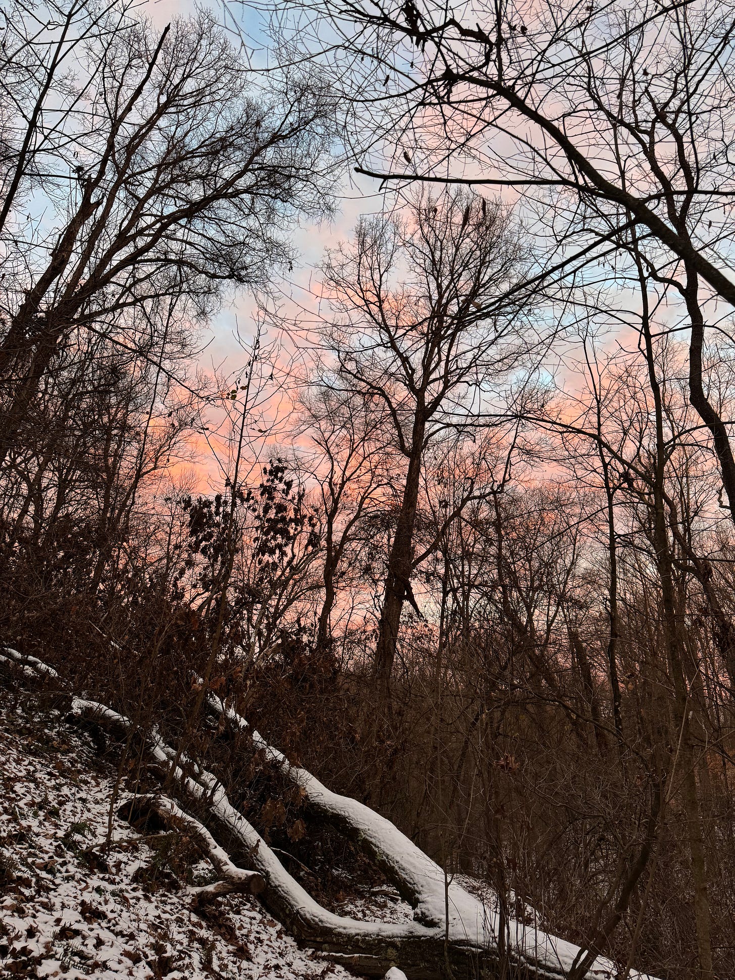 A snowy forest with a pink and blue sunset.