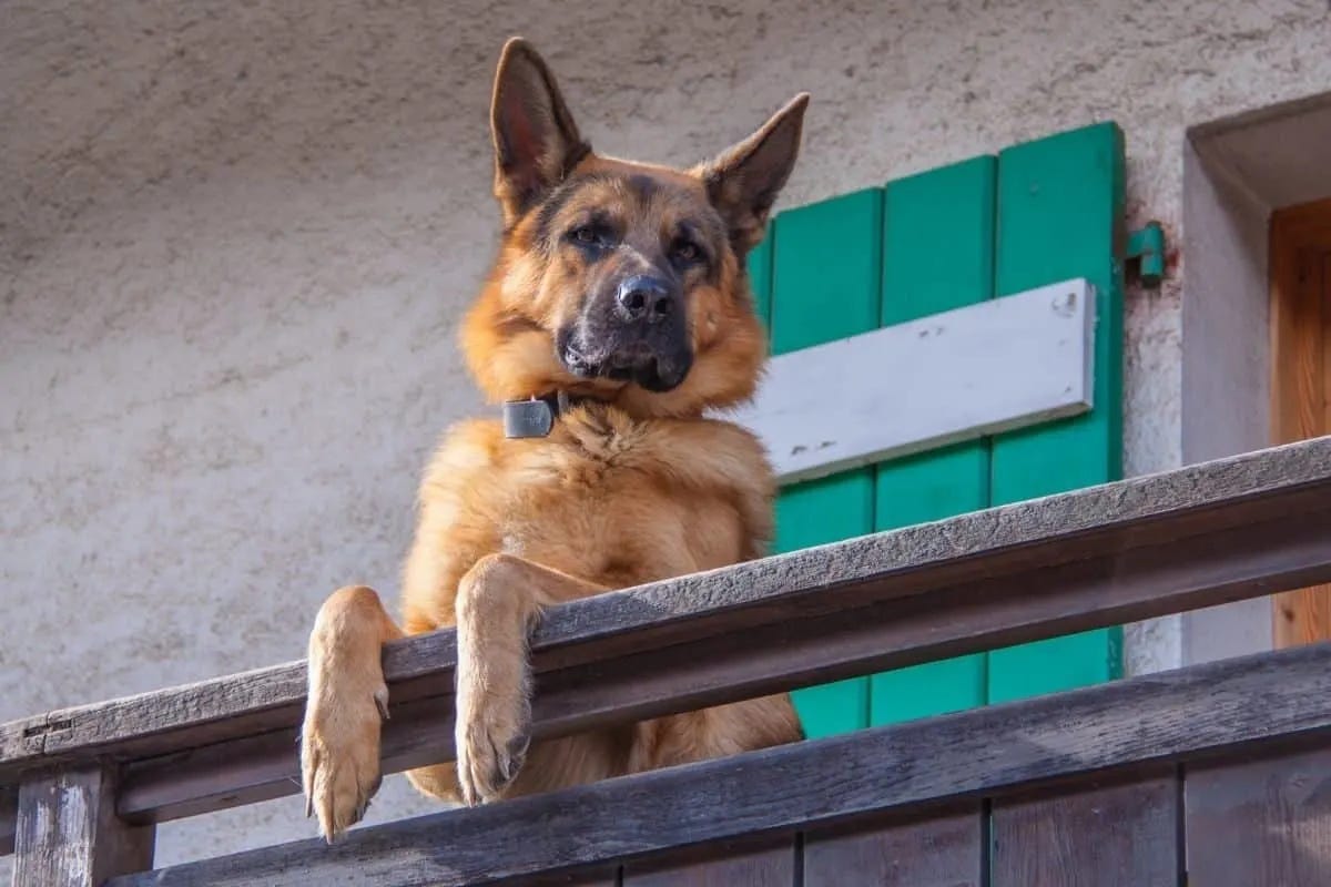 Are German Shepherds Good Guard Dogs? (And How to Train Them) – World of  Dogz