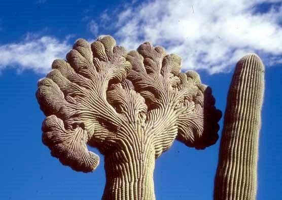 One of the park's beautiful crested saguaros