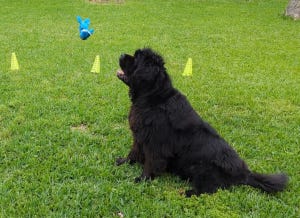 Crokell catching a blue stuffed toy