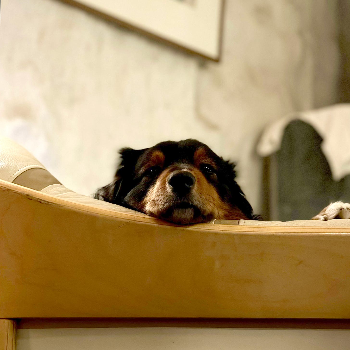 The picture shows a close-up of a black and tan dog resting its chin on the edge of a beige couch, looking directly at the camera. The dog appears calm and a bit pensive. The room has soft lighting and a cozy atmosphere, and part of a painting can be seen in the background on the wall.