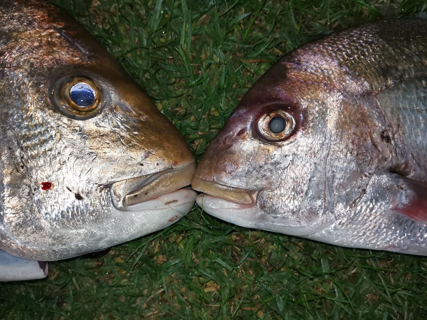 The diseased "zombie" snapper, right, have sunken, milky eyes, bones sticking out and a lack of mucus on their skin.