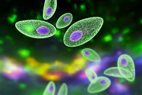 Toxoplasma gondii Linked to Brain Tumor