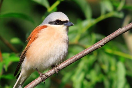 Red-backed Shrike, nowadays mostly encountered as an east coast migrant.
