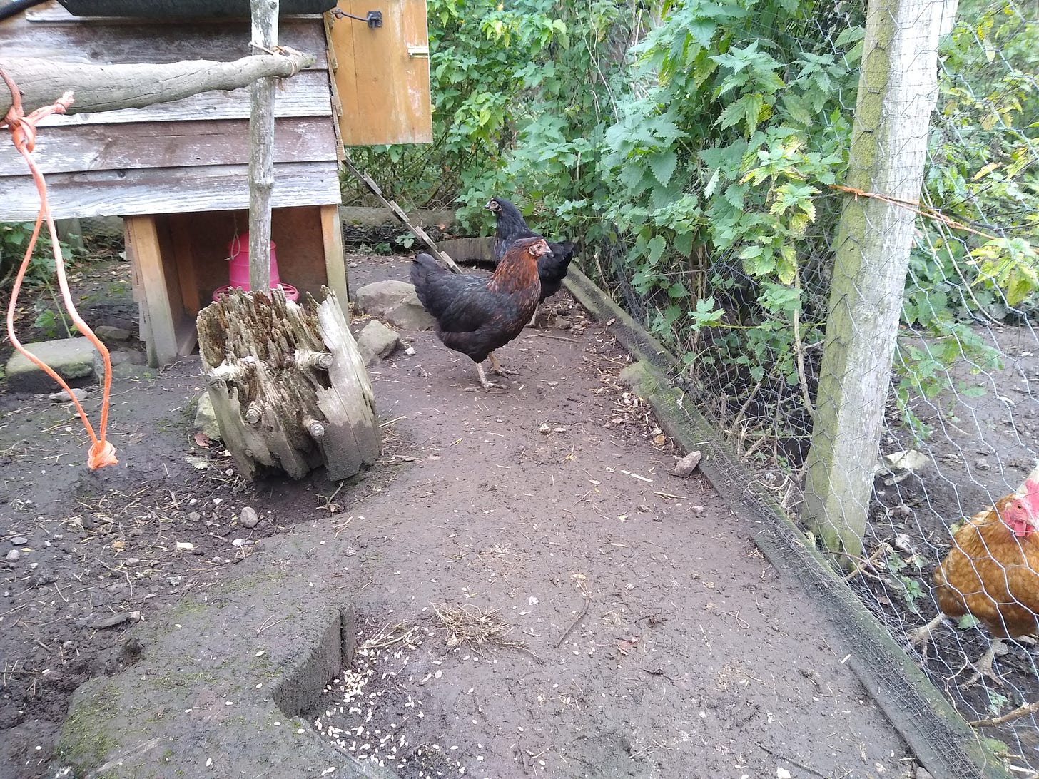 Two blackrock hens stand on one side of the fence, a hyline hen on the other