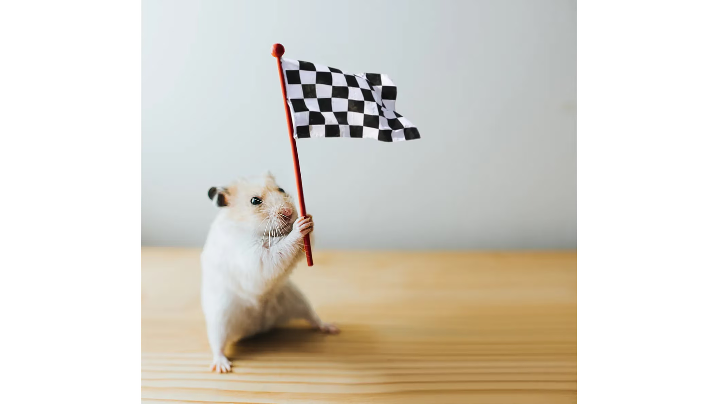 Hamster racing is the new crypto community craze