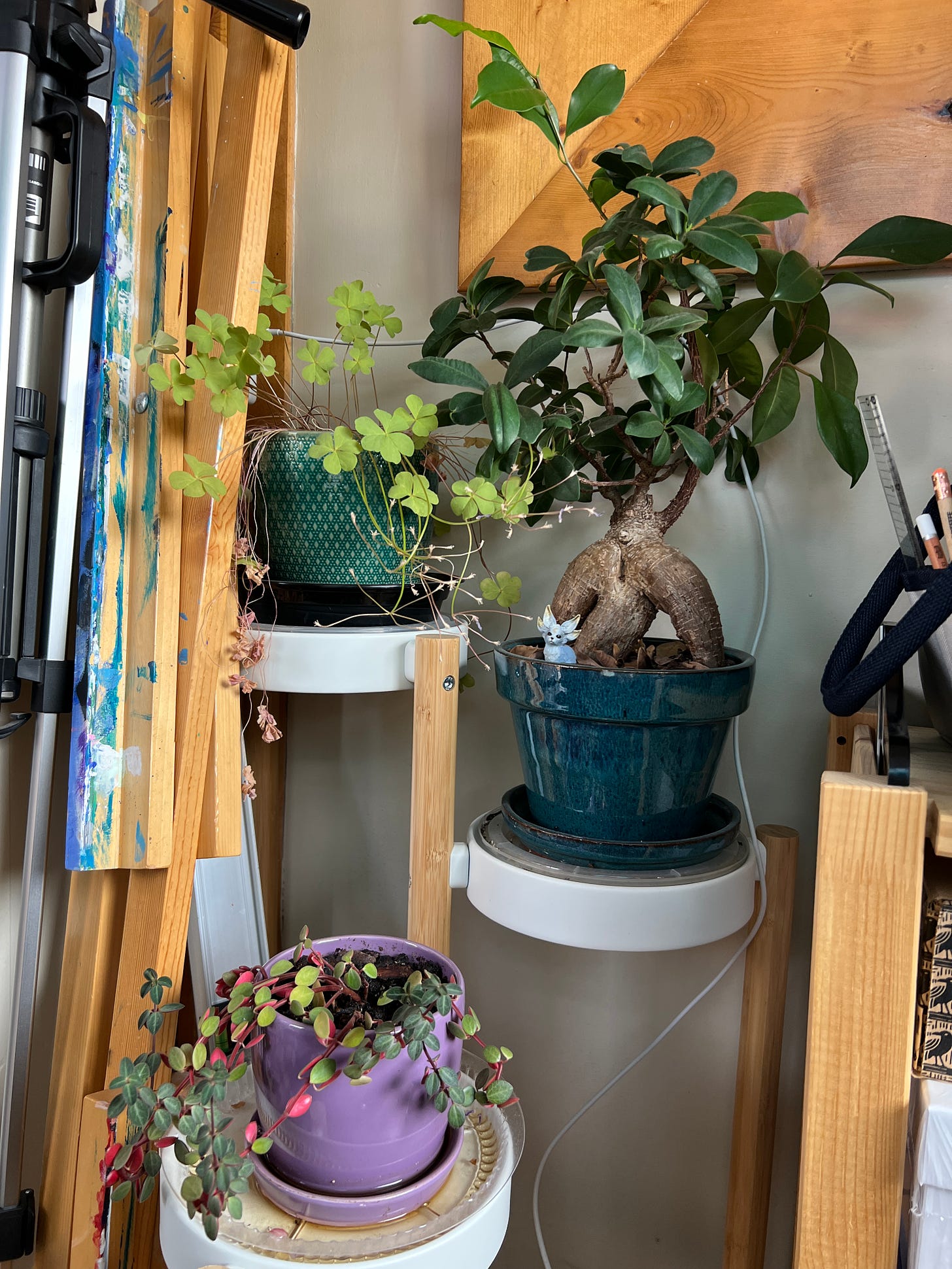 I have a lot of plants in my studio space too, which I gotta say, really helps with the general vibe. Here are three of the little darlings on a tiered plant sand, my easel and a camera tri-pod leaning up against the wall next to them. 