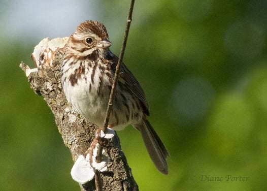 I took this photo of a Song Sparrow on the same May morning on which my dear friend Gertie Hamilton departed this world. I dedicate this photo to Gertie.