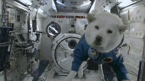 A gif showing a white dog wearing a blue astronaut jumpsuit, floating weightlessly in space station