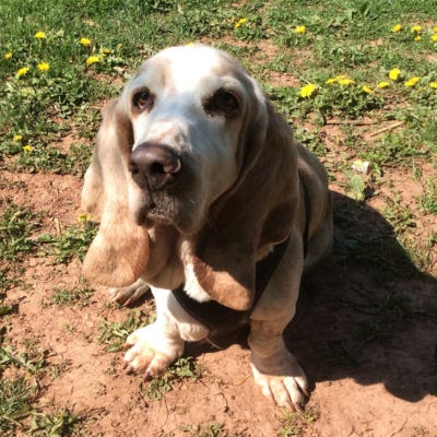 Older Basset House with big ears, paws and nose sitting in the sun
