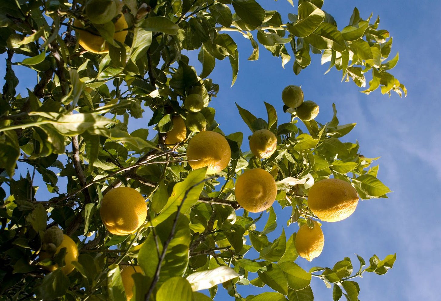 What Low-Hanging Fruit Means in Business