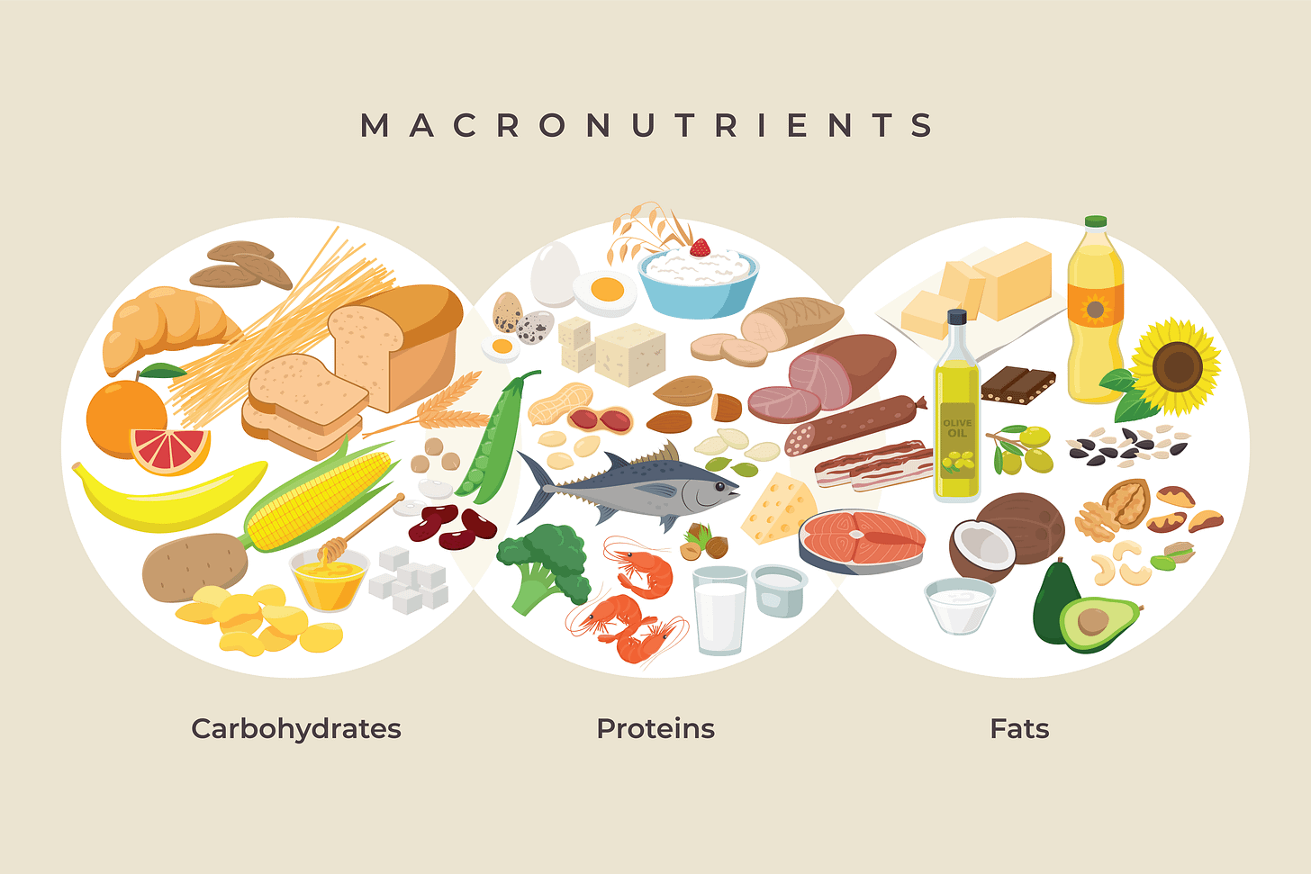 Macronutrients | Learn About Carbohydrates, Proteins & Fats