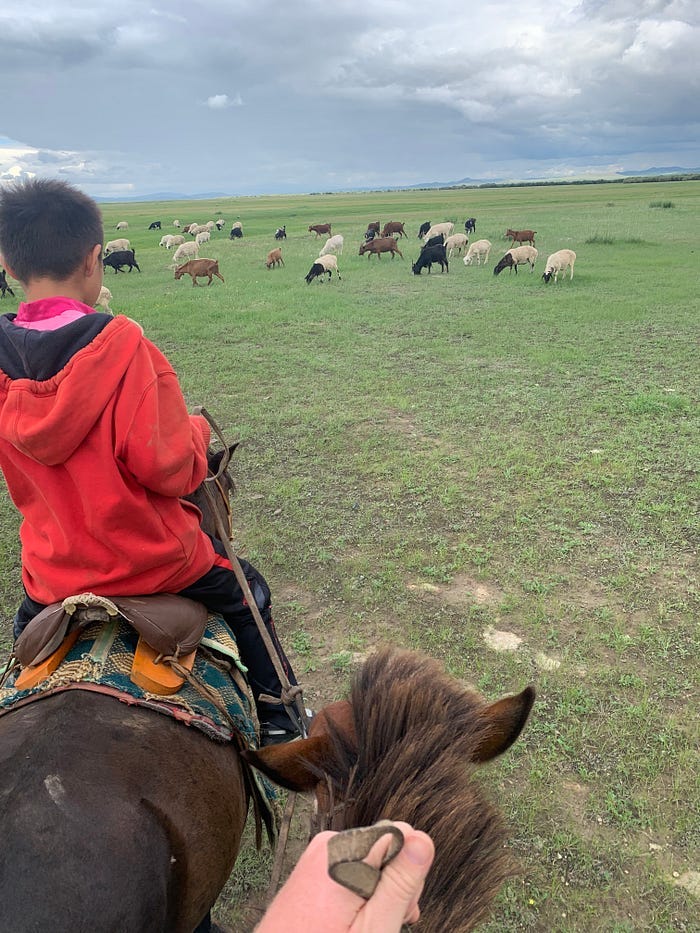 Boy in a red hooded jacket rides a horse while leading another horse. They are moving toward a flock of sheep, white, black and brown.