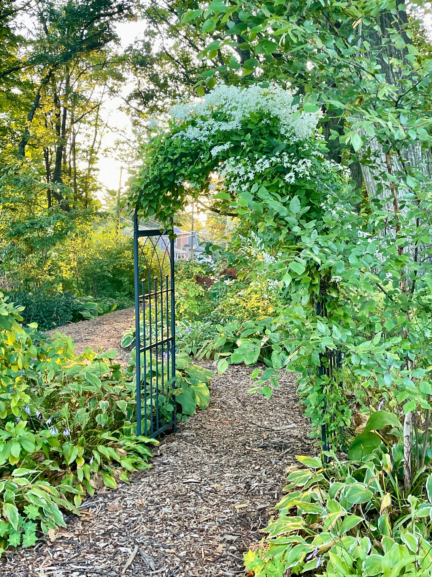 Sunset in the Woodland Garden